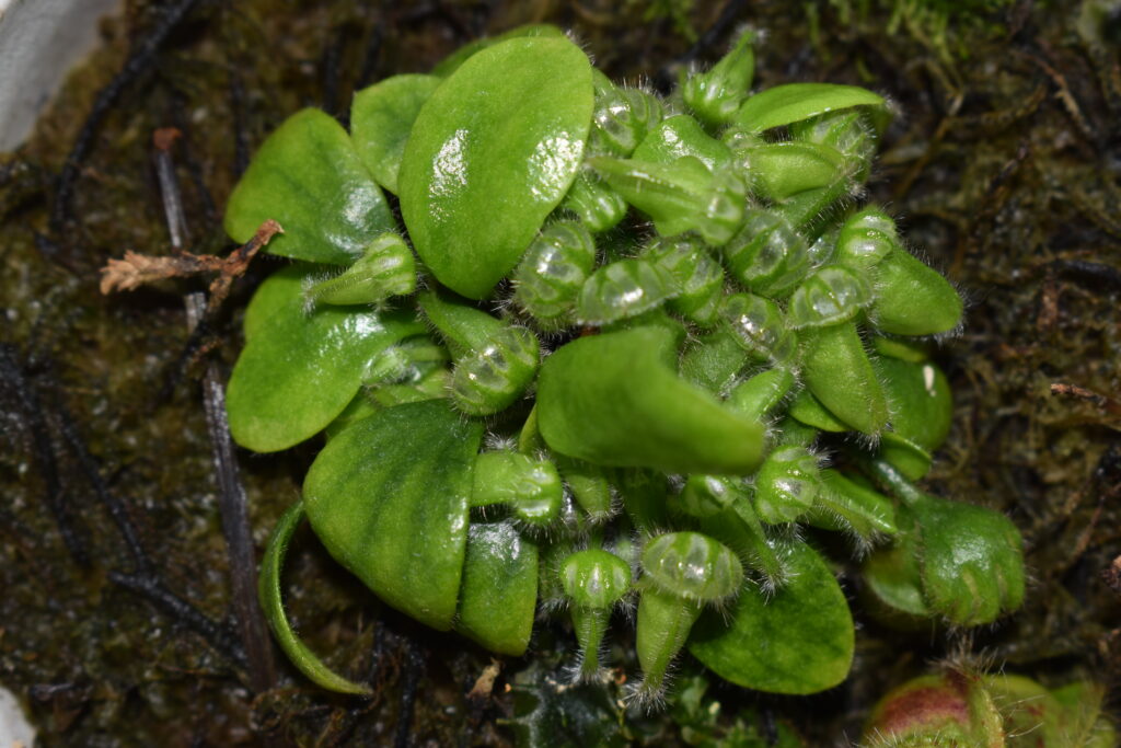 セファロタス画像2