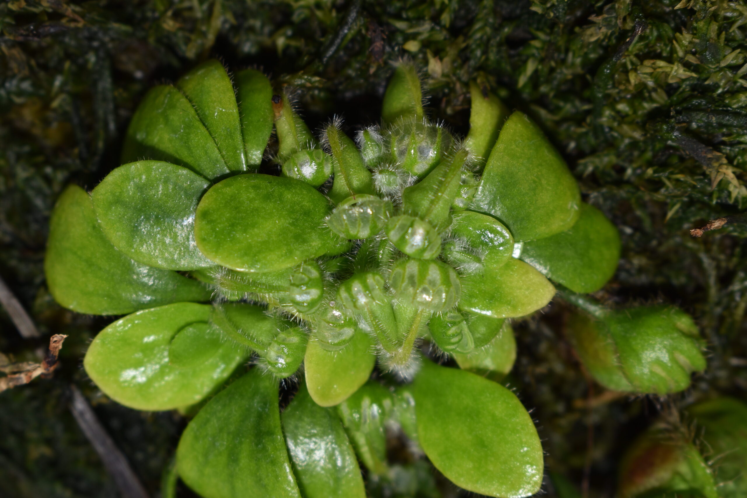 セファロタス画像1