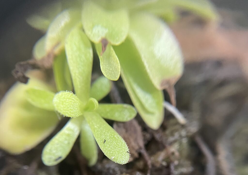 ムシトリスミレ画像4