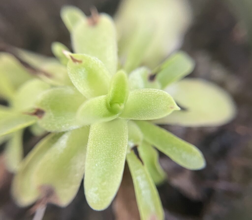 ムシトリスミレ画像3