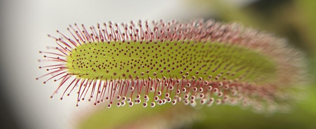 モウセンゴケ画像6