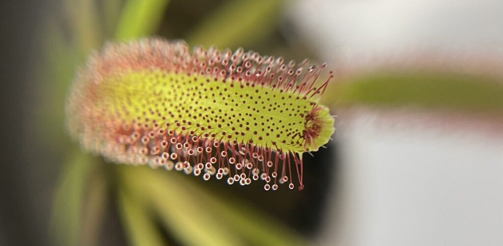 モウセンゴケ画像5