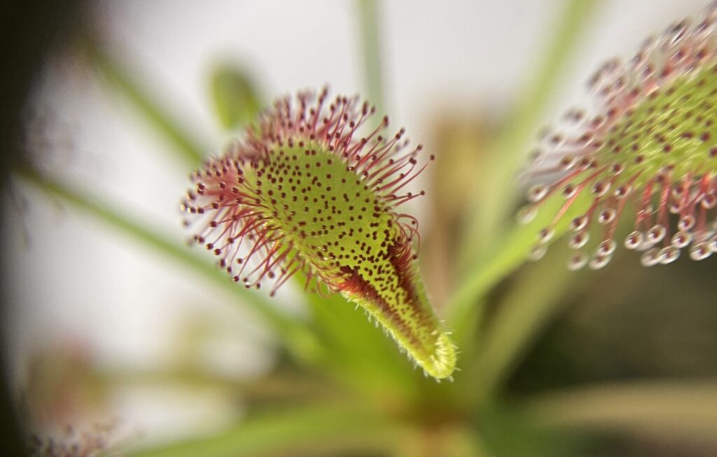 モウセンゴケ画像4