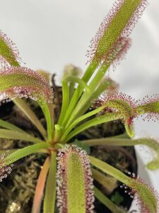 モウセンゴケの紹介　|　捕虫葉の生え方を観察