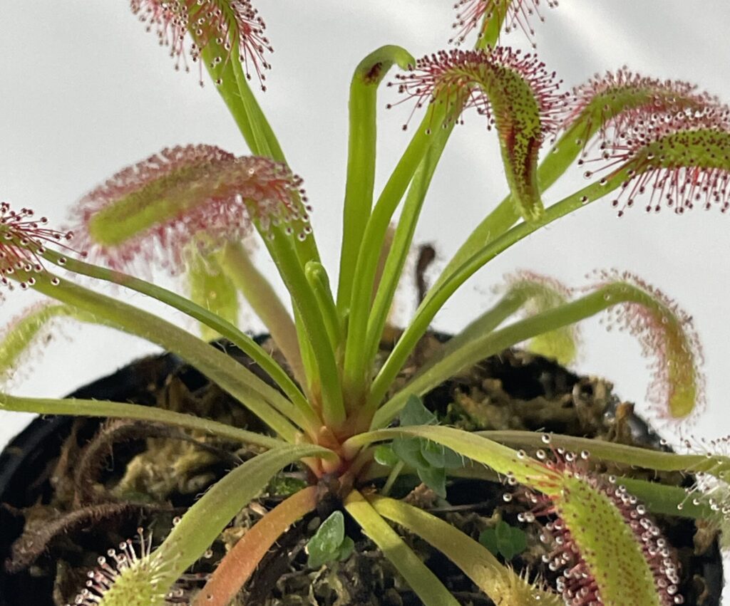 モウセンゴケ画像2