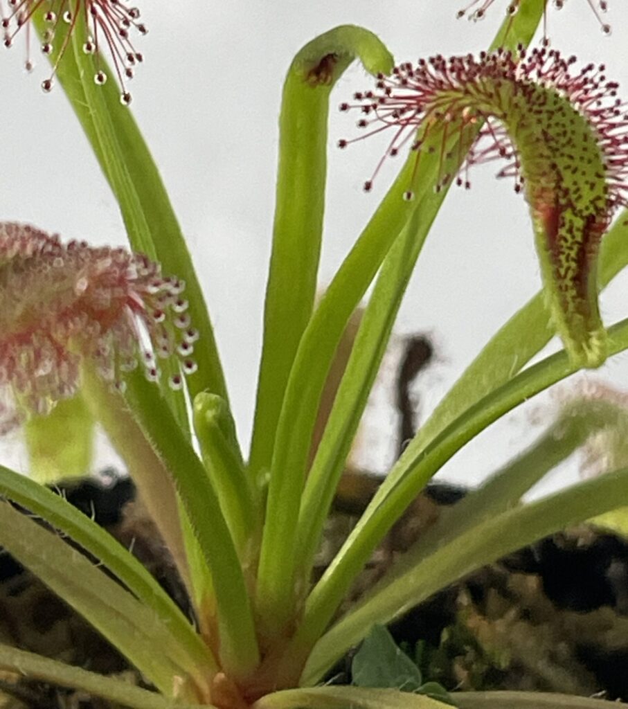 モウセンゴケ画像3