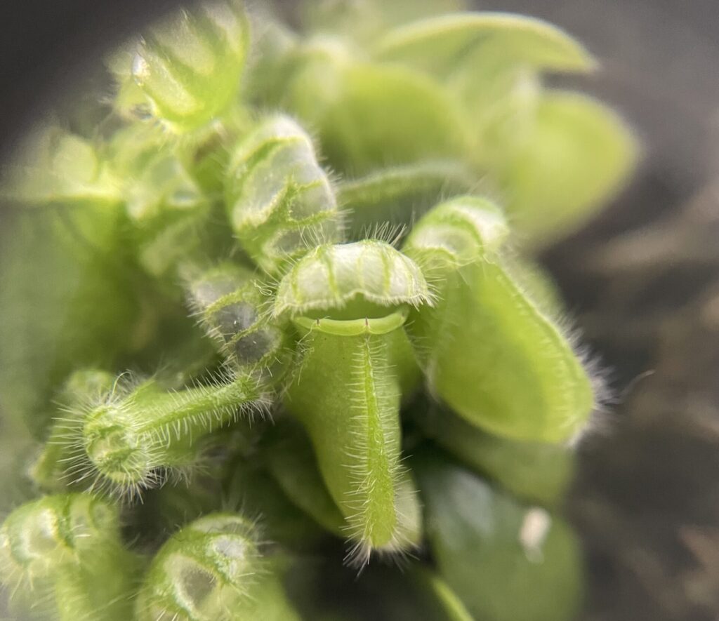 セファロタス画像5