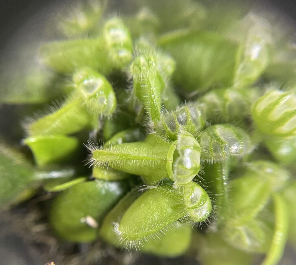 セファロタス画像4