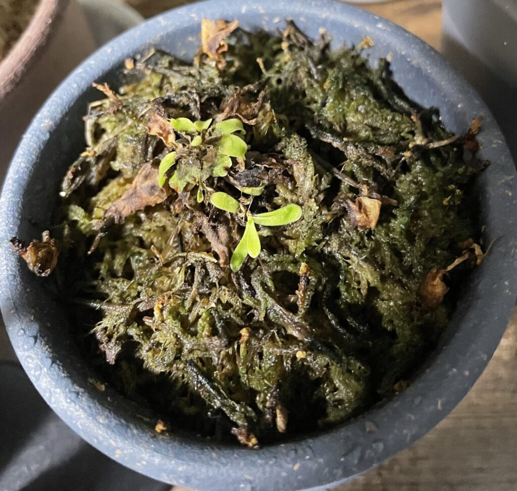 ムシトリスミレ画像2