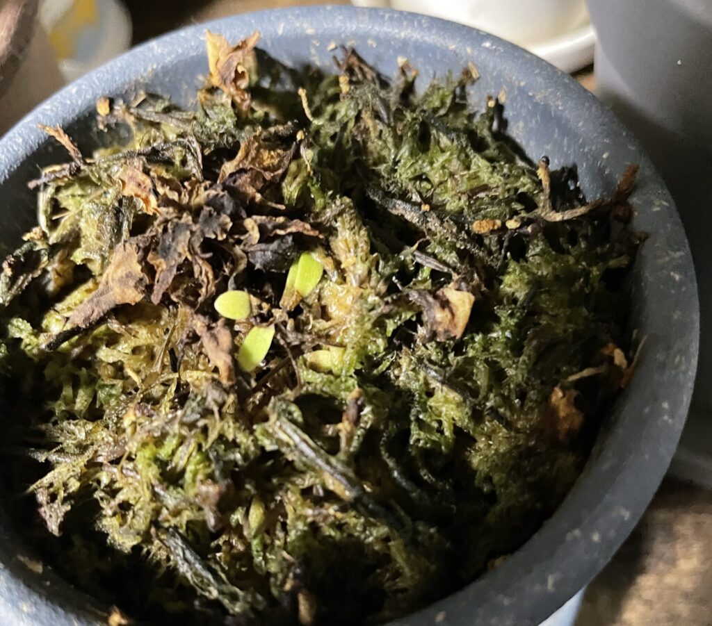 ムシトリスミレ画像4