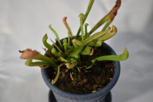 サラセニアなんとか復活　|　成長観察記録【2025年12月20日】