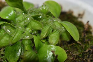 年末セファロタスの様子　|　成長観察記録【2025年12月31日】