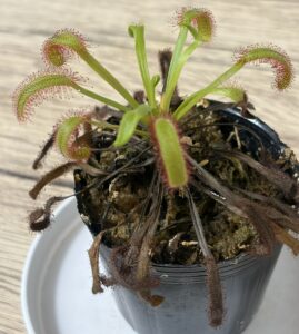 休眠中のモウセンゴケ観察 ｜ 【2026年1月18日】