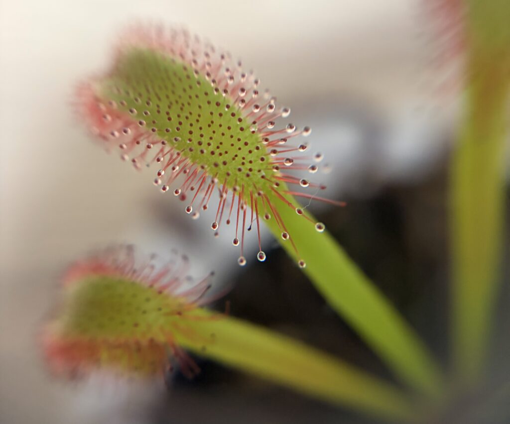 モウセンゴケ画像2