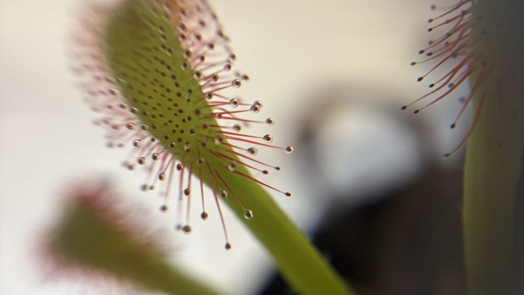 モウセンゴケ画像3