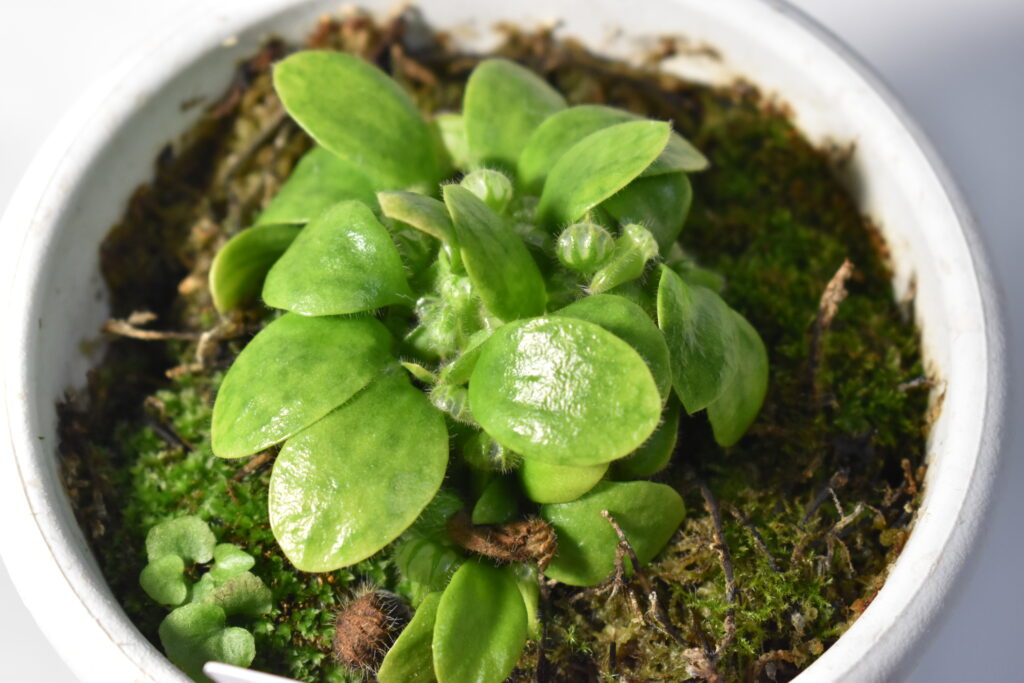 セファロタス画像1