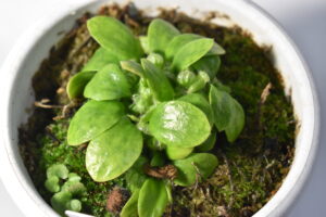 2月下旬セファロタスの様子　|　成長観察記録【2026年2月22日】