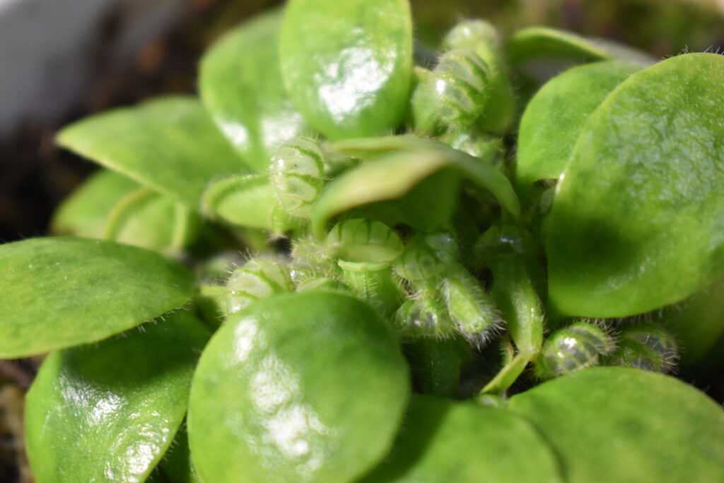 セファロタス画像3