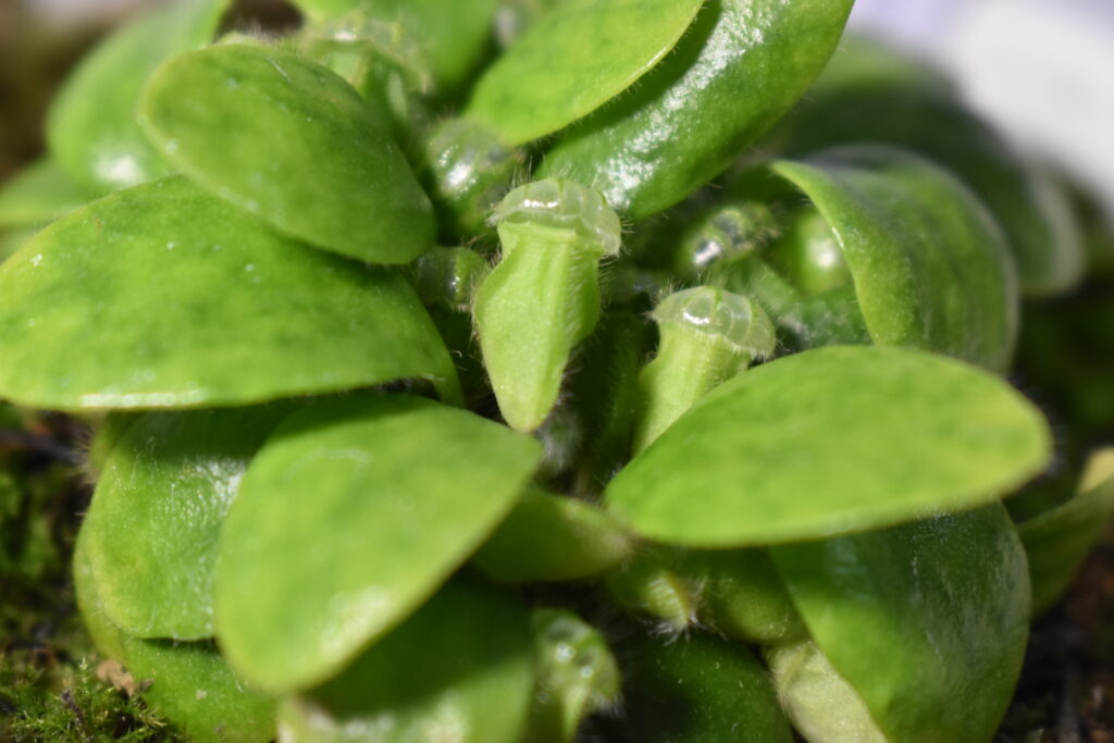 セファロタス画像4