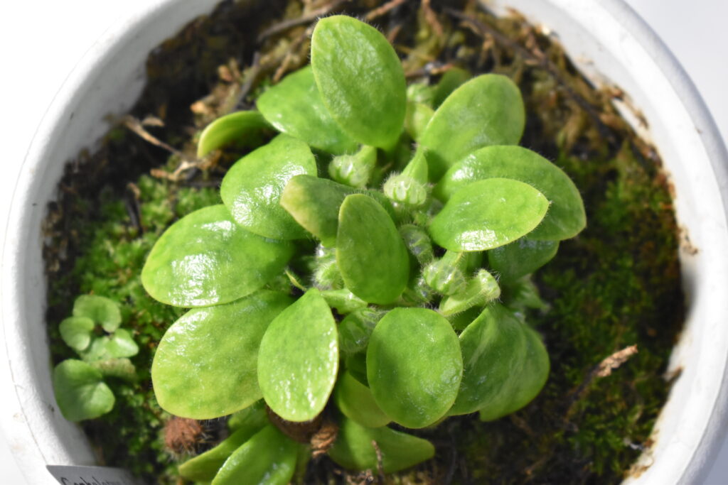 セファロタス画像1