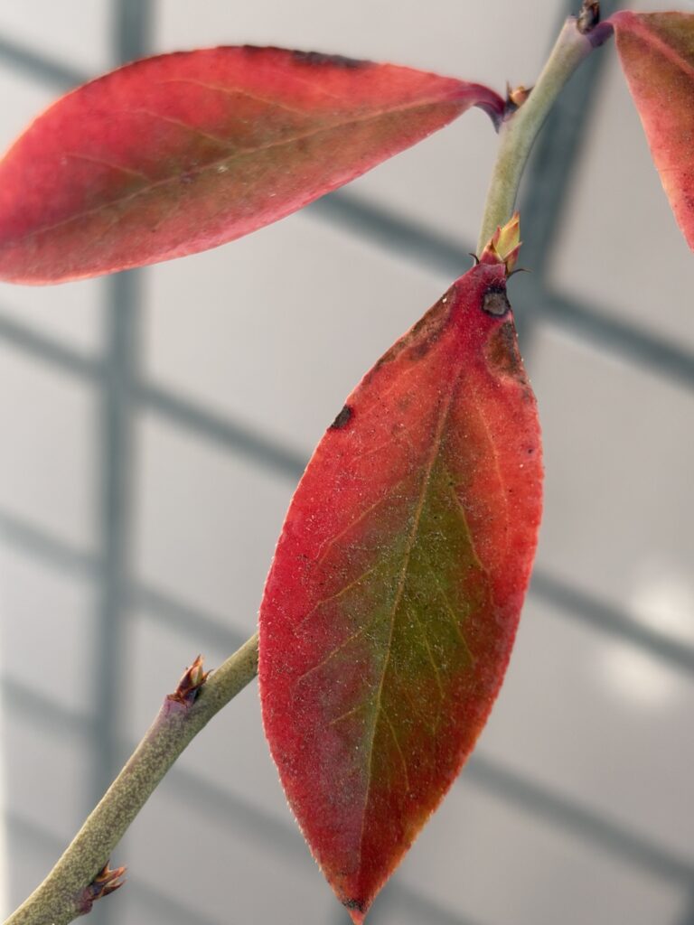 ブルーベリー画像