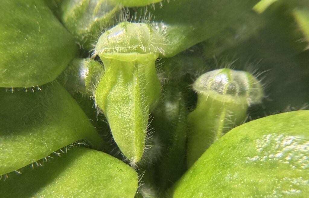 セファロタス画像5