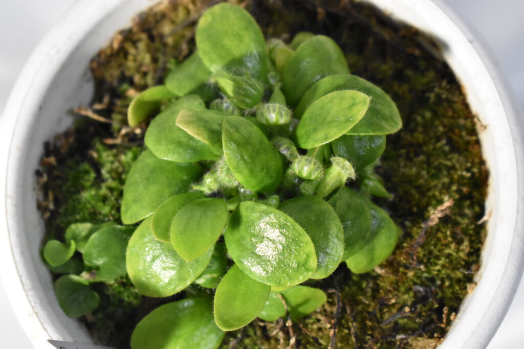 セファロタス画像2