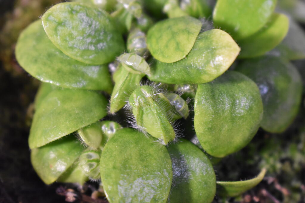 セファロタス画像3