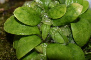 3月下旬セファロタスの様子　|　成長観察記録【2026年3月22日】