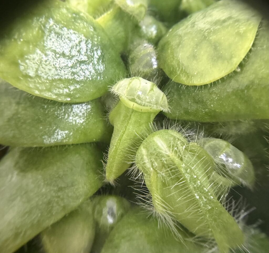 セファロタス画像5