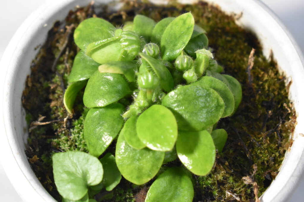 セファロタス画像3