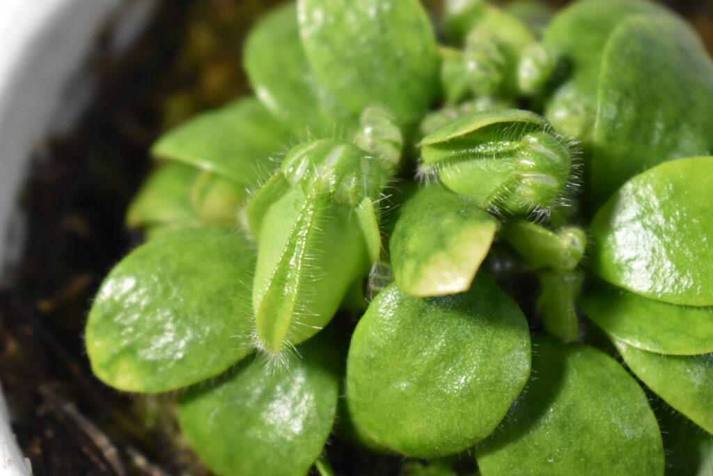 セファロタス画像4