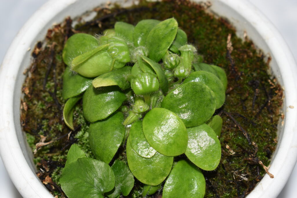 セファロタス画像5