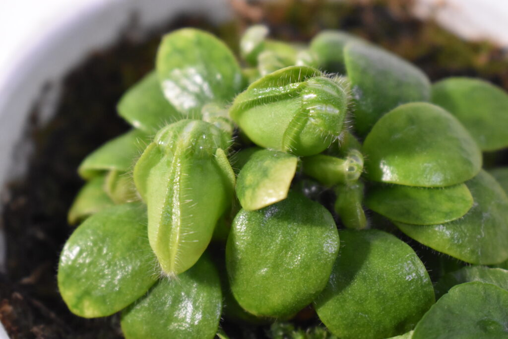 セファロタス画像6