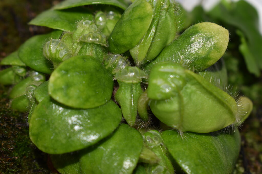 セファロタス画像1