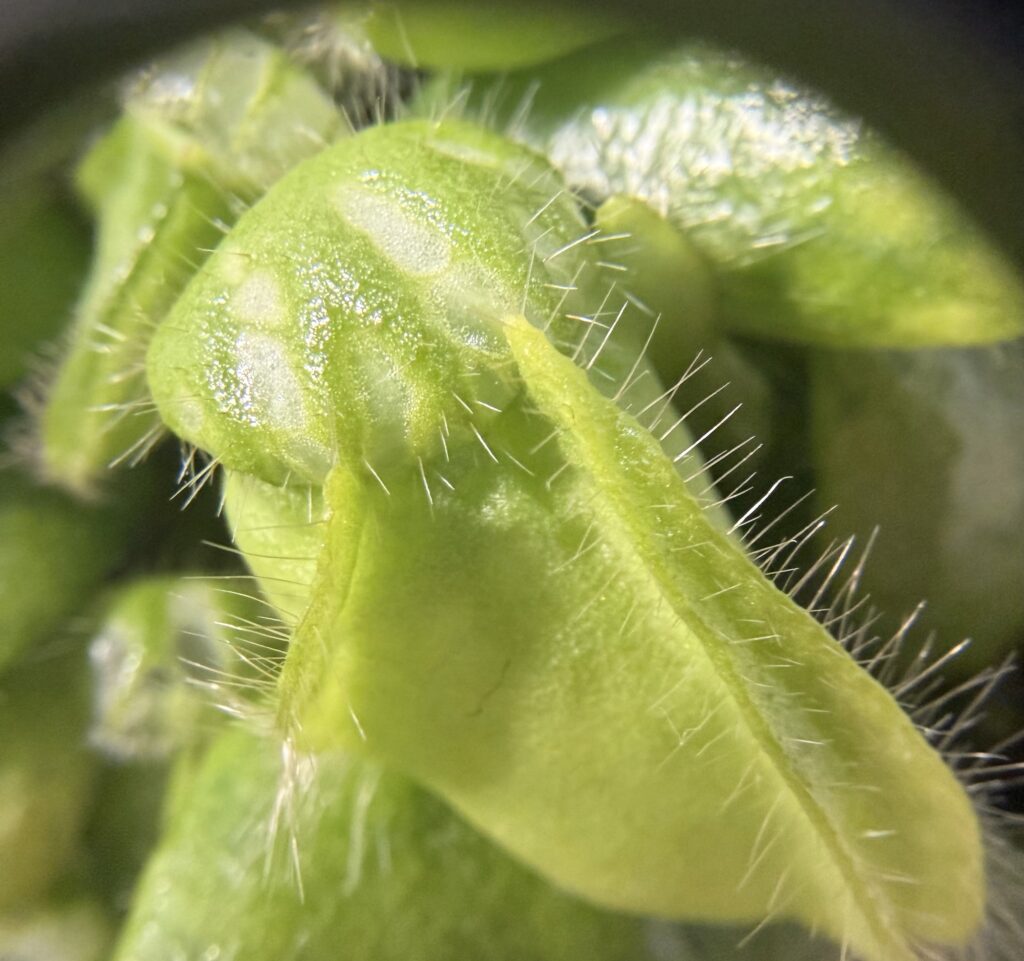 セファロタス画像7