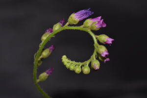 モウセンゴケの花も咲いた ｜ 成長観察記録【2026年7月21日】
