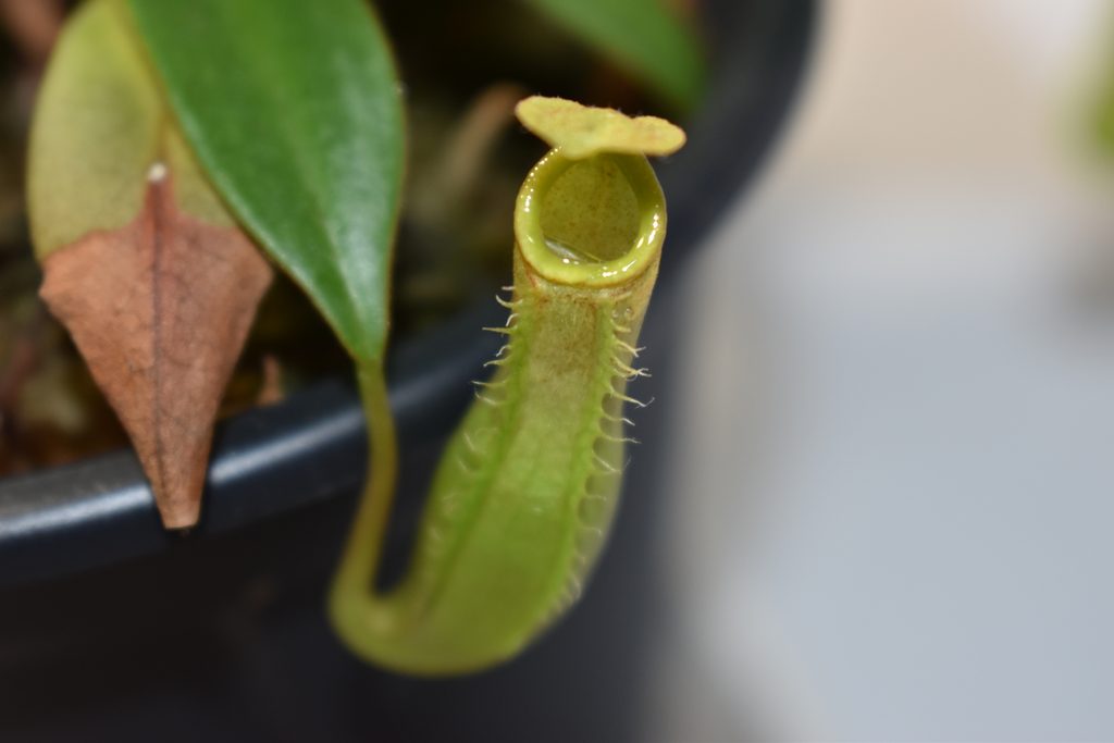ウツボカズラ画像5