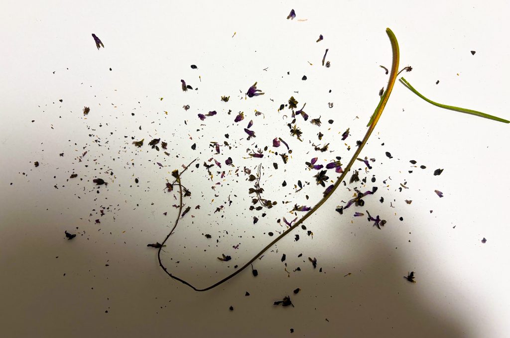 花茎画像3